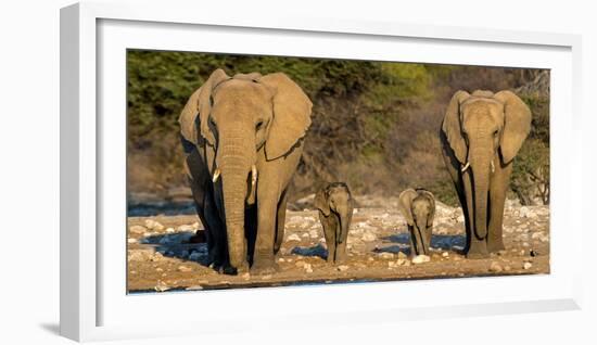 African Elephants (Loxodonta Africana) Family Standing at Waterhole, Etosha National Park, Namibia-null-Framed Photographic Print
