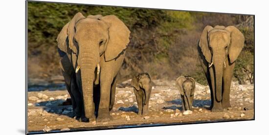 African Elephants (Loxodonta Africana) Family Standing at Waterhole, Etosha National Park, Namibia-null-Mounted Photographic Print