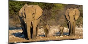 African Elephants (Loxodonta Africana) Family Standing at Waterhole, Etosha National Park, Namibia-null-Mounted Photographic Print