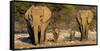 African Elephants (Loxodonta Africana) Family Standing at Waterhole, Etosha National Park, Namibia-null-Framed Stretched Canvas