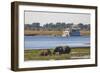 African elephants (Loxodonta africana) grazing, Chobe River, Botswana, Africa-Ann and Steve Toon-Framed Photographic Print