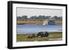 African elephants (Loxodonta africana) grazing, Chobe River, Botswana, Africa-Ann and Steve Toon-Framed Photographic Print