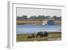 African elephants (Loxodonta africana) grazing, Chobe River, Botswana, Africa-Ann and Steve Toon-Framed Photographic Print