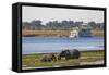 African elephants (Loxodonta africana) grazing, Chobe River, Botswana, Africa-Ann and Steve Toon-Framed Stretched Canvas