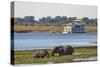 African elephants (Loxodonta africana) grazing, Chobe River, Botswana, Africa-Ann and Steve Toon-Stretched Canvas