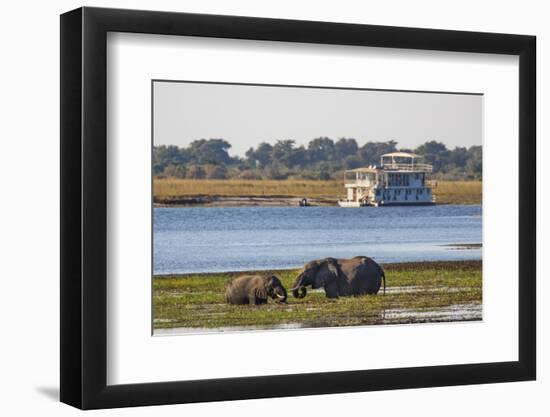 African elephants (Loxodonta africana) grazing, Chobe River, Botswana, Africa-Ann and Steve Toon-Framed Photographic Print