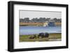 African elephants (Loxodonta africana) grazing, Chobe River, Botswana, Africa-Ann and Steve Toon-Framed Photographic Print