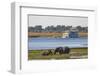 African elephants (Loxodonta africana) grazing, Chobe River, Botswana, Africa-Ann and Steve Toon-Framed Photographic Print