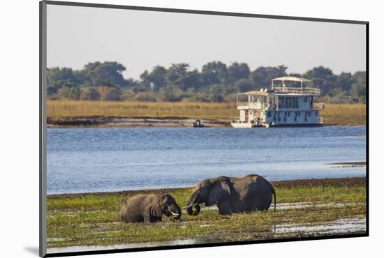 African elephants (Loxodonta africana) grazing, Chobe River, Botswana, Africa-Ann and Steve Toon-Mounted Photographic Print