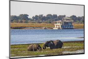 African elephants (Loxodonta africana) grazing, Chobe River, Botswana, Africa-Ann and Steve Toon-Mounted Photographic Print