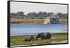 African elephants (Loxodonta africana) grazing, Chobe River, Botswana, Africa-Ann and Steve Toon-Framed Stretched Canvas