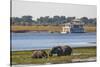 African elephants (Loxodonta africana) grazing, Chobe River, Botswana, Africa-Ann and Steve Toon-Stretched Canvas