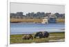 African elephants (Loxodonta africana) grazing, Chobe River, Botswana, Africa-Ann and Steve Toon-Framed Photographic Print