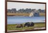 African elephants (Loxodonta africana) grazing, Chobe River, Botswana, Africa-Ann and Steve Toon-Framed Photographic Print