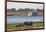 African elephants (Loxodonta africana) grazing, Chobe River, Botswana, Africa-Ann and Steve Toon-Framed Photographic Print