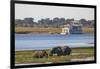 African elephants (Loxodonta africana) grazing, Chobe River, Botswana, Africa-Ann and Steve Toon-Framed Photographic Print