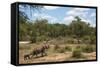 African Elephants (Loxodonta Africana) Heading Off from the Water-Ann and Steve Toon-Framed Stretched Canvas