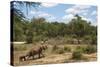 African Elephants (Loxodonta Africana) Heading Off from the Water-Ann and Steve Toon-Stretched Canvas