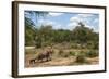 African Elephants (Loxodonta Africana) Heading Off from the Water-Ann and Steve Toon-Framed Photographic Print