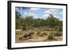 African Elephants (Loxodonta Africana) Heading Off from the Water-Ann and Steve Toon-Framed Photographic Print