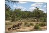 African Elephants (Loxodonta Africana) Heading Off from the Water-Ann and Steve Toon-Mounted Photographic Print