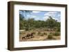 African Elephants (Loxodonta Africana) Heading Off from the Water-Ann and Steve Toon-Framed Photographic Print