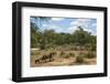 African Elephants (Loxodonta Africana) Heading Off from the Water-Ann and Steve Toon-Framed Photographic Print