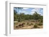 African Elephants (Loxodonta Africana) Heading Off from the Water-Ann and Steve Toon-Framed Photographic Print