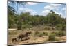 African Elephants (Loxodonta Africana) Heading Off from the Water-Ann and Steve Toon-Mounted Photographic Print