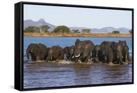 African elephants (Loxodonta africana) in water, Zimanga game reserve, KwaZulu-Natal-Ann and Steve Toon-Framed Stretched Canvas