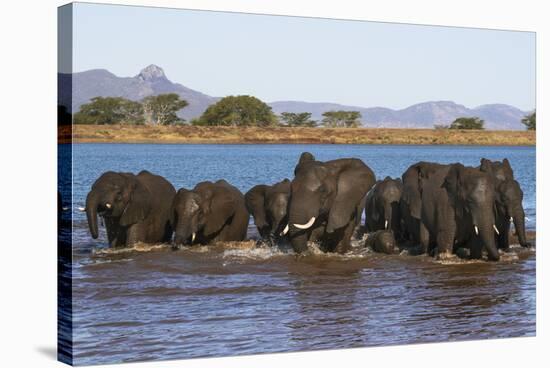 African elephants (Loxodonta africana) in water, Zimanga game reserve, KwaZulu-Natal-Ann and Steve Toon-Stretched Canvas