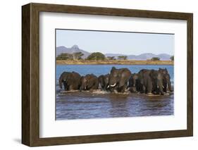 African elephants (Loxodonta africana) in water, Zimanga game reserve, KwaZulu-Natal-Ann and Steve Toon-Framed Photographic Print