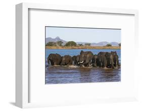 African elephants (Loxodonta africana) in water, Zimanga game reserve, KwaZulu-Natal-Ann and Steve Toon-Framed Photographic Print