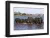 African elephants (Loxodonta africana) in water, Zimanga game reserve, KwaZulu-Natal-Ann and Steve Toon-Framed Photographic Print