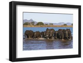 African elephants (Loxodonta africana) in water, Zimanga game reserve, KwaZulu-Natal-Ann and Steve Toon-Framed Photographic Print