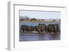 African elephants (Loxodonta africana) in water, Zimanga game reserve, KwaZulu-Natal-Ann and Steve Toon-Framed Photographic Print