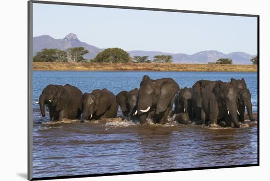 African elephants (Loxodonta africana) in water, Zimanga game reserve, KwaZulu-Natal-Ann and Steve Toon-Mounted Photographic Print