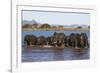 African elephants (Loxodonta africana) in water, Zimanga game reserve, KwaZulu-Natal-Ann and Steve Toon-Framed Photographic Print