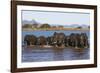 African elephants (Loxodonta africana) in water, Zimanga game reserve, KwaZulu-Natal-Ann and Steve Toon-Framed Photographic Print