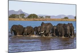 African elephants (Loxodonta africana) in water, Zimanga game reserve, KwaZulu-Natal-Ann and Steve Toon-Mounted Photographic Print