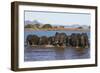 African elephants (Loxodonta africana) in water, Zimanga game reserve, KwaZulu-Natal-Ann and Steve Toon-Framed Photographic Print