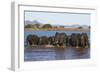 African elephants (Loxodonta africana) in water, Zimanga game reserve, KwaZulu-Natal-Ann and Steve Toon-Framed Photographic Print