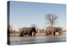 African Elephants (Loxodonta Africana), Khwai Concession, Okavango Delta, Botswana, Africa-Sergio Pitamitz-Stretched Canvas