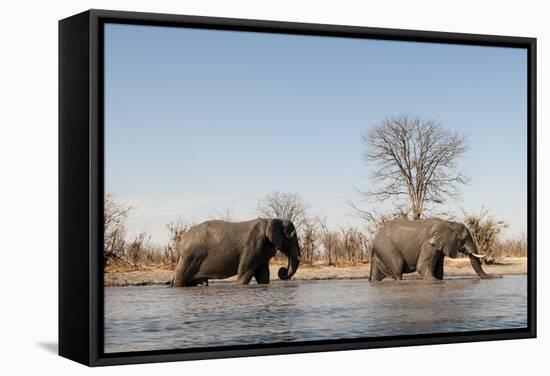 African Elephants (Loxodonta Africana), Khwai Concession, Okavango Delta, Botswana, Africa-Sergio Pitamitz-Framed Stretched Canvas