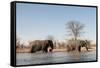 African Elephants (Loxodonta Africana), Khwai Concession, Okavango Delta, Botswana, Africa-Sergio Pitamitz-Framed Stretched Canvas
