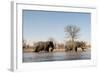 African Elephants (Loxodonta Africana), Khwai Concession, Okavango Delta, Botswana, Africa-Sergio Pitamitz-Framed Photographic Print