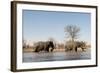 African Elephants (Loxodonta Africana), Khwai Concession, Okavango Delta, Botswana, Africa-Sergio Pitamitz-Framed Photographic Print
