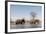 African Elephants (Loxodonta Africana), Khwai Concession, Okavango Delta, Botswana, Africa-Sergio Pitamitz-Framed Photographic Print