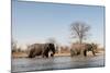African Elephants (Loxodonta Africana), Khwai Concession, Okavango Delta, Botswana, Africa-Sergio Pitamitz-Mounted Photographic Print