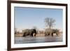 African Elephants (Loxodonta Africana), Khwai Concession, Okavango Delta, Botswana, Africa-Sergio Pitamitz-Framed Photographic Print